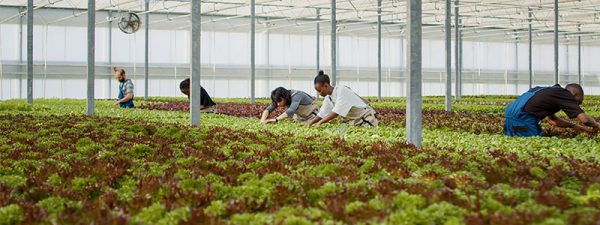 Samson Harvesting Greenhouse Crops