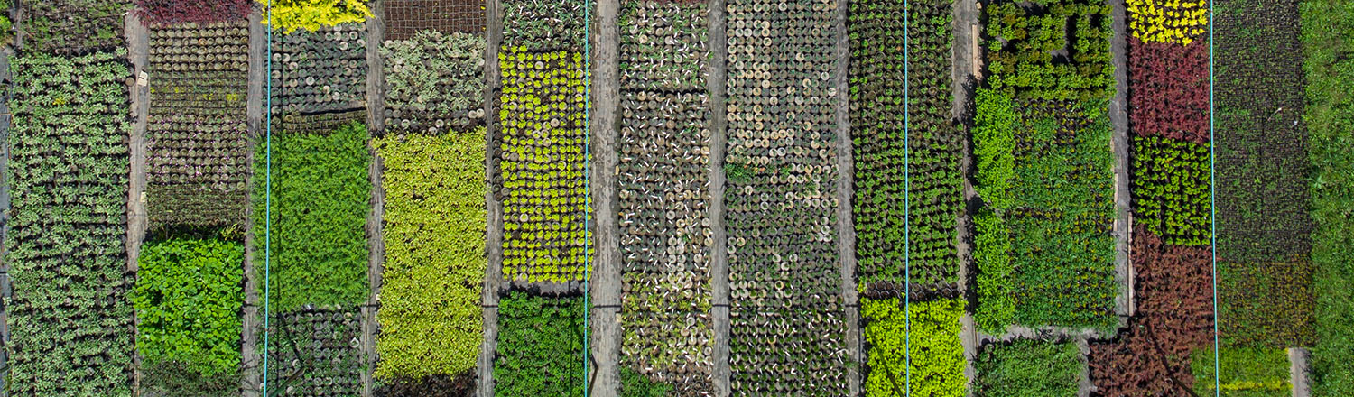 Samson Harvesting Worker Crops