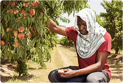 Our Services Photo - Samson Harvesting