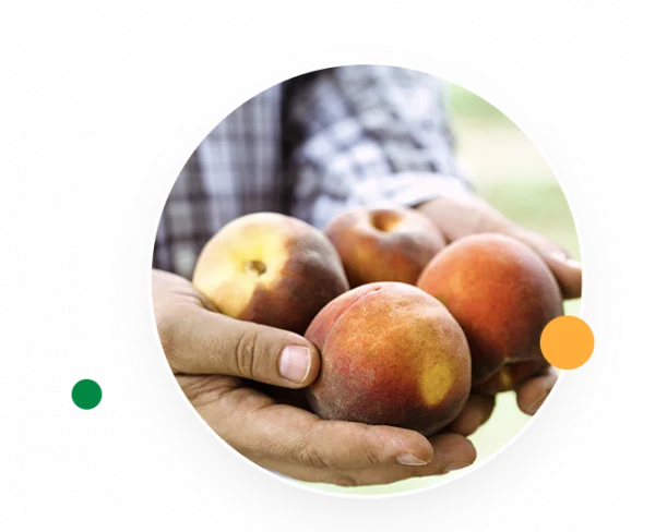 Peaches in Hand - Samson Harvesting
